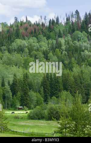 Horses in paradise in the Canadian mountains. Stock Photo