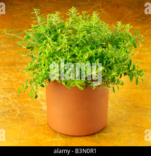 POT OF GOLDEN THYME HERB Stock Photo