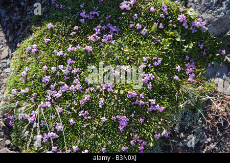 pink alpine wildflower - canadian rockies, banff national park, canada Stock Photo