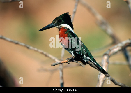 Amazon Kingfisher Chloroceryle amazona adult Pantanal Brazil South America Amazon Kingfisher Chloroceryle amazona adult Pantanal Brazil South America