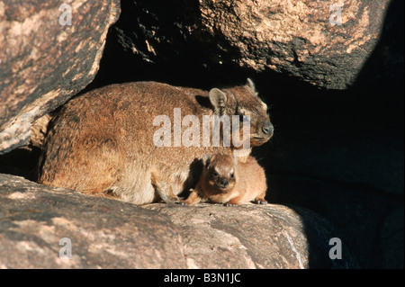 Cape Hyrax Rock Hyrax Procavia capensis female with young on rock Namibia Africa Stock Photo