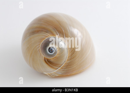 The shell of an Atlantic 'Moon Snail' Neverita duplicata also known as a shark s eye Stock Photo