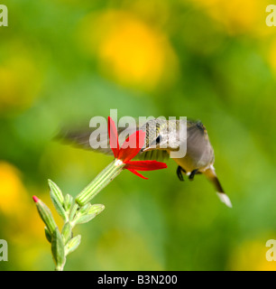 A ruby throated hummingbird feeds from Royal catchfly (silene regia) plant.