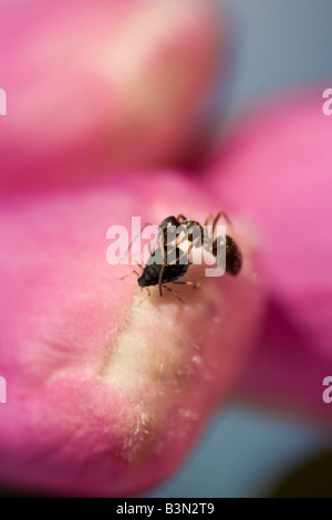 Black Ant With Aphid on Flower Stock Photo