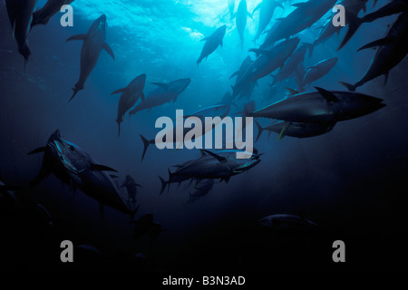 Yellowfin tuna Thunnus albacares Mexico Pacific Ocean Stock Photo