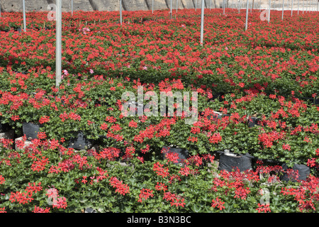 Thousands of red geraniums being grown for sale through garden centres at Aguadulce Tenerife Canary Islands Spain Stock Photo