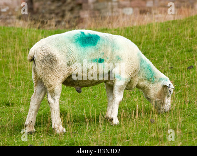 Single horn Texel ram grazing England UK Stock Photo