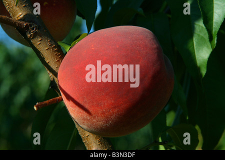 Close view of peach, orchard,  western Michigan USA Stock Photo