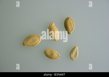 Pumpkin Seeds Jack O Lantern Variety Stock Photo