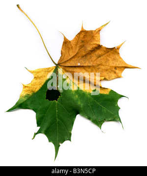 Norway maple (Acer planoides), close up Stock Photo