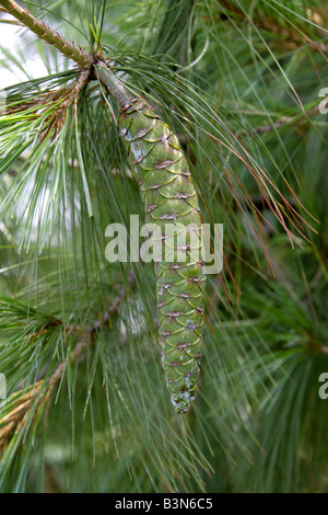 Bhutan Pine, Pinus wallichiana, Pinaceae, Central and Eastern Himalayas and Nepal Stock Photo