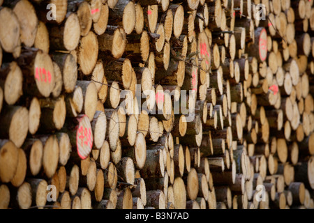 Germany, Bavaria, Upper Bavaria, Stack of sawn timber, full frame Stock Photo