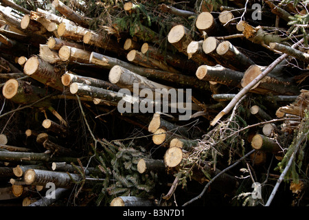 Germany, Bavaria, Upper Bavaria, Stack of sawn timber, full frame Stock Photo