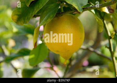 Lemon growing on a tree in Sorrento Italy 2008 Stock Photo
