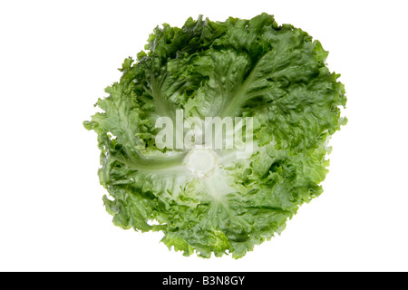 Lettuce (Lactuca sativa var. capitata), close up Stock Photo