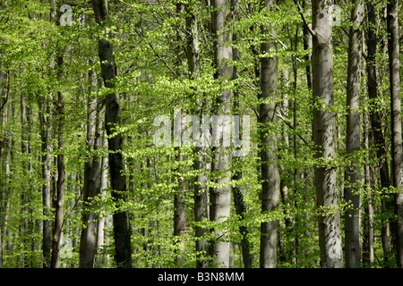 Red beech trees (Fagus sylvatica) Stock Photo