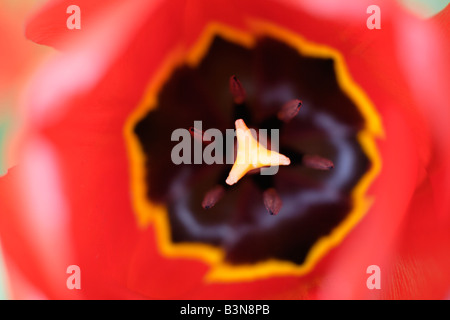 Red tulip (Tulipa), close-up Stock Photo