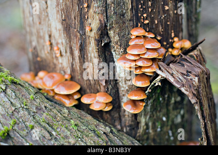 Velvet foot Flammulina velutipes mushrooms Stock Photo
