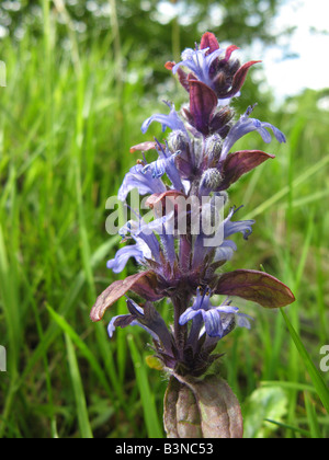BUGLE  Ajuga reptans is a member of the Nettle family Stock Photo