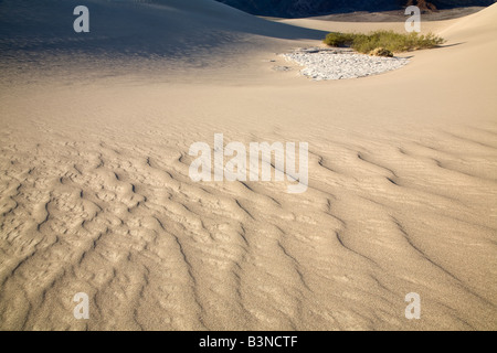 Ripples in the sand leads to surviving plants in the distance. Stock Photo