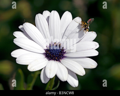 Hoverfly (family Syrphidae) on a daisy flower, Australia. Hoverflies are important polinators of plants. Stock Photo