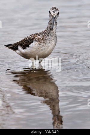 Scientific name: Tringa nebularia fishing in salt marsh creek Stock Photo