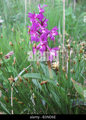 EARLY-PURPLE ORCHID  - Orchis mascula Stock Photo