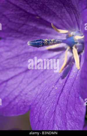 Macro image of a Balloon Flower Stock Photo