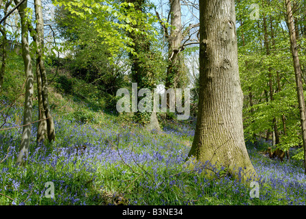 Bluebells in the Enchanted Forest, Groombridge Place, Kent Stock Photo
