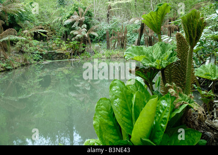 A pond in the Enchanted Forest, Groombridge Place, Kent Stock Photo
