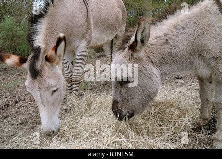 A donkey and zeedonk at Groombridge Place in Kent Stock Photo