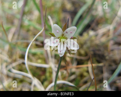 THYME-LEAVED SANDWORT (Arenaria serpyllifolia) is the most common the Sandworts in the UK Stock Photo