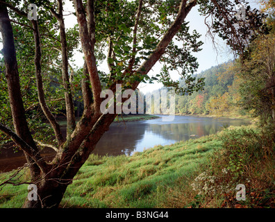 SUMMER VIEW OF SYCAMORE TREE, CLARION RIVER, COOK FOREST STATE PARK, PENNSYLVANIA, USA Stock Photo