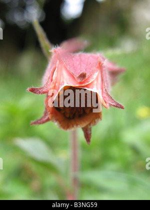 WATER AVENS Geum rivale is a medium sized downy perennial whuch likes damp or wet shady places Stock Photo