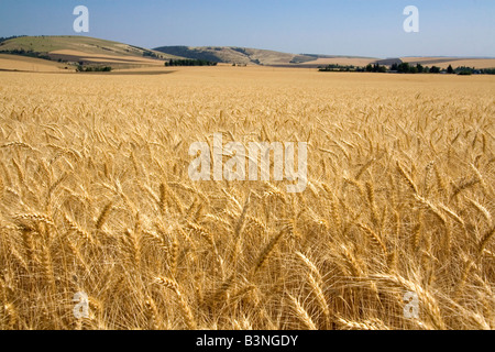 Field of ripe wheat near Milton Freewater Oregon Stock Photo