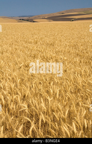 Field of ripe wheat near Milton Freewater Oregon Stock Photo