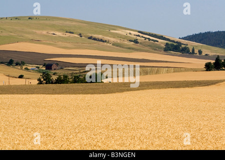 Field of ripe wheat near Milton Freewater Oregon Stock Photo