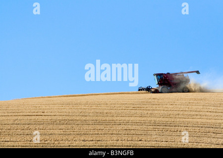 Combine harvesting ripe wheat in Eastern Washington Stock Photo