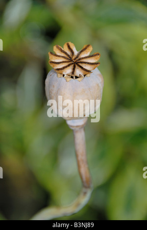 Poppy head Stock Photo