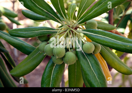 Natur, Pflanzen, Oelbaumgewaechse, Oleaceae, Oelbaum, Olea, Echter Oelbaum, Oliven am Olivenbaum, Olea europaea Stock Photo