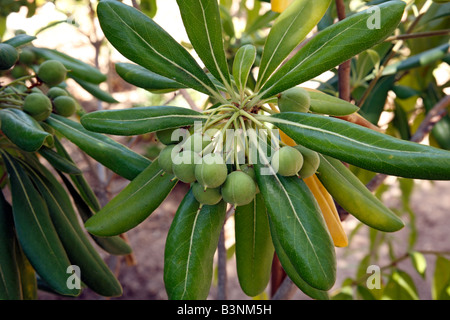 Natur, Pflanzen, Oelbaumgewaechse, Oleaceae, Oelbaum, Olea, Echter Oelbaum, Oliven am Olivenbaum, Olea europaea Stock Photo