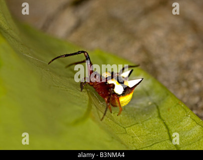 Female Two-spined spider (Poecilopachys bispinosa) on shrub New South Wales, Australia. Females can change abdominal colours. Stock Photo