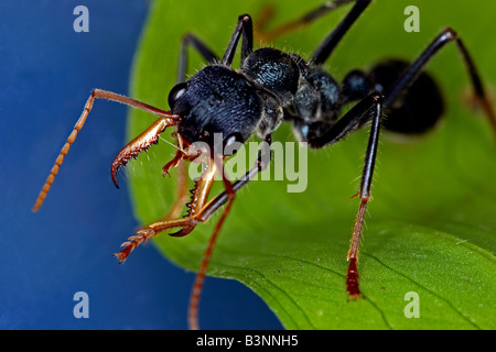 Bulldog ant (genus Myrmecia) or bullant or bull ant, New South Wales, Australia. Stock Photo