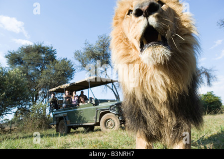 Lion running from safari vehicle, Gauteng, South Africa Stock Photo