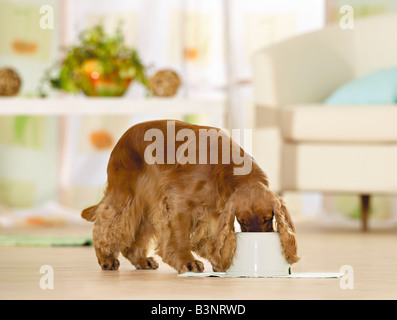 cocker spaniel - munching / Stock Photo