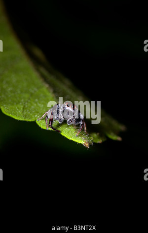 Jumping spider (family Salticidae), on leaf New South Wales, Australia showing large eyes. Stock Photo