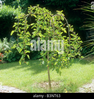 White Mulberry in garden / Morus alba Pendula Stock Photo