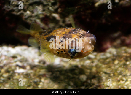 Porcupine Puffer Fish, Diodon holocanthus aka Long-spine Porcupinefish or Balloon Porcupinefish Stock Photo