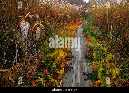 Boardwalk in autumn salt marsh Stock Photo