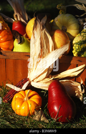 Vintage wooden fruit basket filled with autumn fruits and vegetables outdoors in sunlight Stock Photo